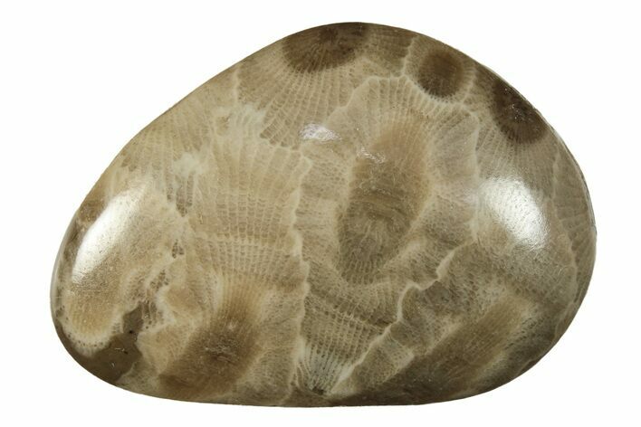 Small Polished Petoskey Stones (Fossil Coral) - Michigan - Photo 1
